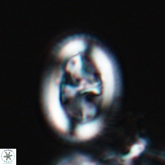 Arkhangelskiella paucipunctata MLW 17790