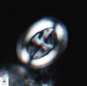 Arkhangelskiella paucipunctata MLW 17792