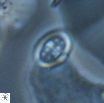 Arkhangelskiella paucipunctata small 18871