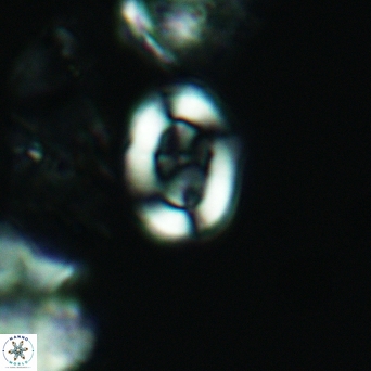 Arkhangelskiella paucipunctata small 2991
