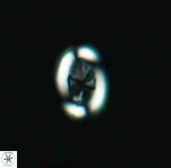 Arkhangelskiella paucipunctata small 3093