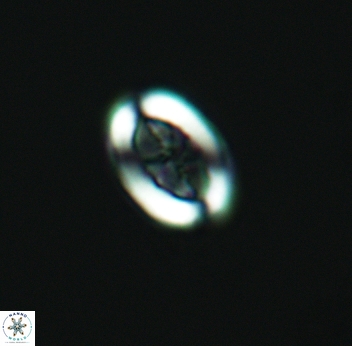 Arkhangelskiella paucipunctata small 3096