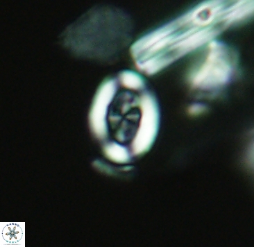 Arkhangelskiella paucipunctata small 4047