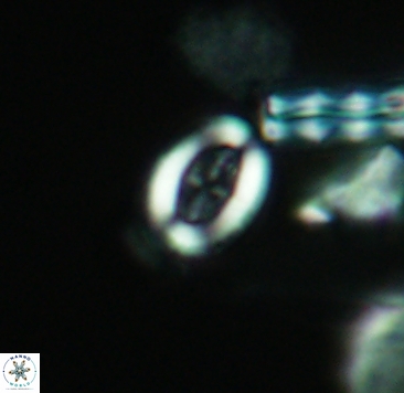 Arkhangelskiella paucipunctata small 4050