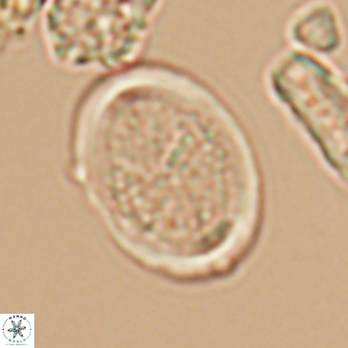 Arkhangelskiella soyhaniorum 10465