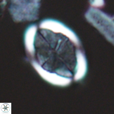 Arkhangelskiella soyhaniorum 10466