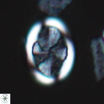 Arkhangelskiella soyhaniorum 10468