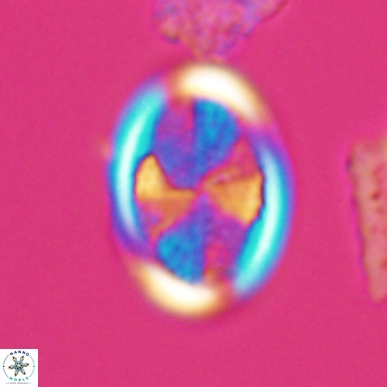 Arkhangelskiella soyhaniorum 10469