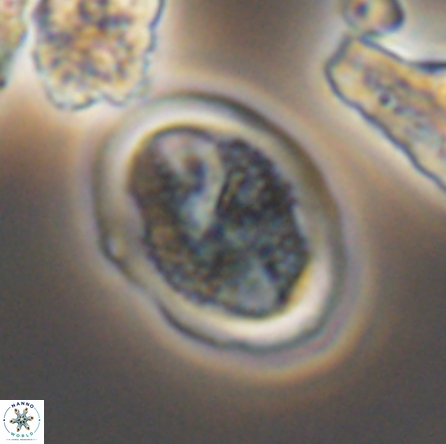 Arkhangelskiella soyhaniorum 10463