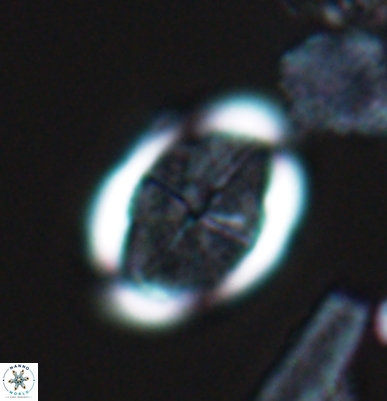 Arkhangelskiella soyhaniorum 10470