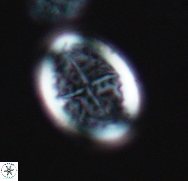 Arkhangelskiella specillata 10426