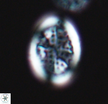 Arkhangelskiella specillata 10428