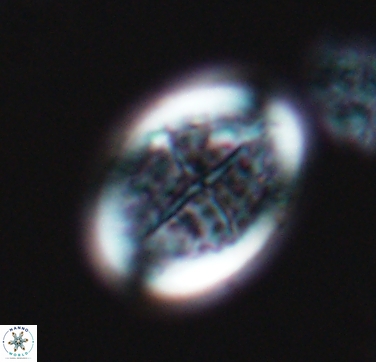 Arkhangelskiella specillata 10430
