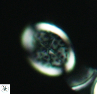 Arkhangelskiella specillata 4249