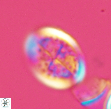 Arkhangelskiella specillata 4250
