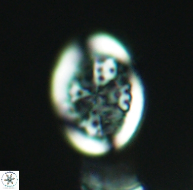 Arkhangelskiella specillata 4252