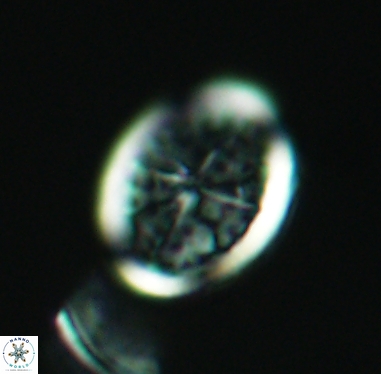 Arkhangelskiella specillata 4253