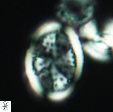 Arkhangelskiella specillata L N 4316
