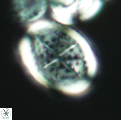 Arkhangelskiella specillata L N 4319