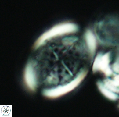 Arkhangelskiella specillata L N 4320