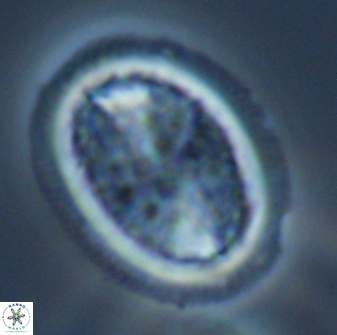 Arkhangelskiella specillata LM 17768