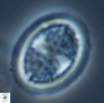 Arkhangelskiella specillata LM 17769