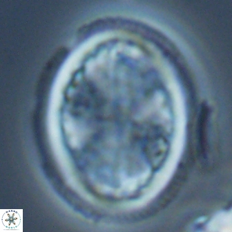 Arkhangelskiella specillata LM 17842