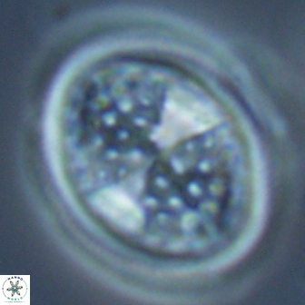 Arkhangelskiella specillata LM 17844