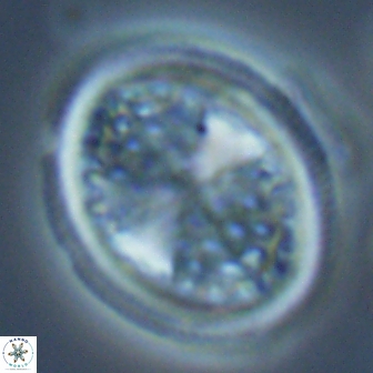 Arkhangelskiella specillata LM 17845