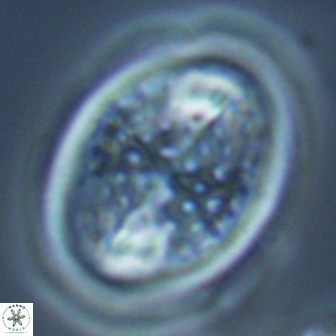 Arkhangelskiella specillata LM 17846
