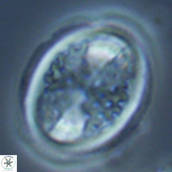 Arkhangelskiella specillata LM 17847