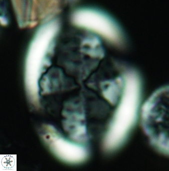 Arkhangelskiella specillata LM 3277