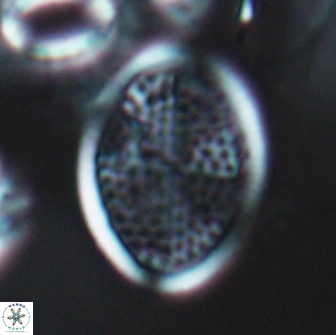 Arkhangelskiella specillata LN 18838