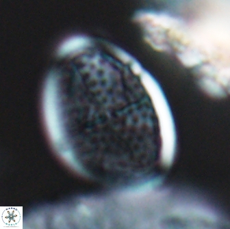 Arkhangelskiella specillata LN 18966
