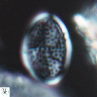 Arkhangelskiella specillata LN 18968