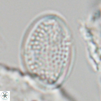 Arkhangelskiella specillata LN 18973