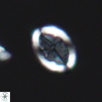 Arkhangelskiella umbracrucis ML 13547