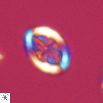 Arkhangelskiella umbracrucis ML 13548