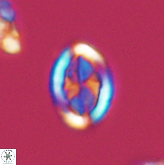 Arkhangelskiella umbracrucis ML 13549