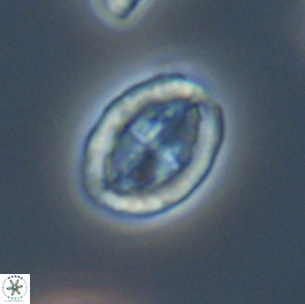 Arkhangelskiella umbracrucis ML 13555