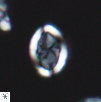 Arkhangelskiella umbracrucis ML 13550