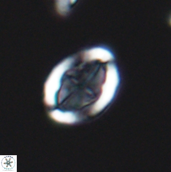 Arkhangelskiella umbracrucis ML 13551