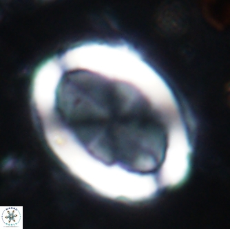 Arkhangelskiella umbracrucis 1667
