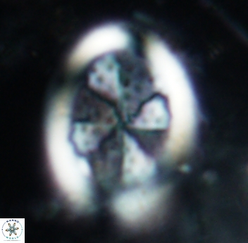 Arkhangelskiella umbracrucis 1816