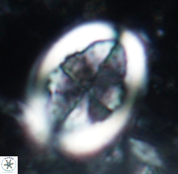 Arkhangelskiella umbracrucis 1818
