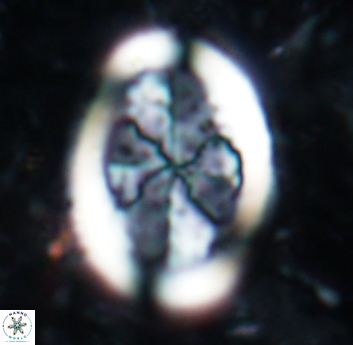 Arkhangelskiella umbracrucis 1820