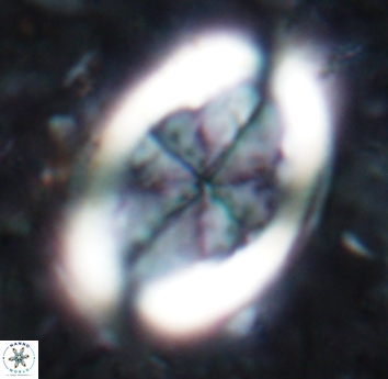 Arkhangelskiella umbracrucis 1823