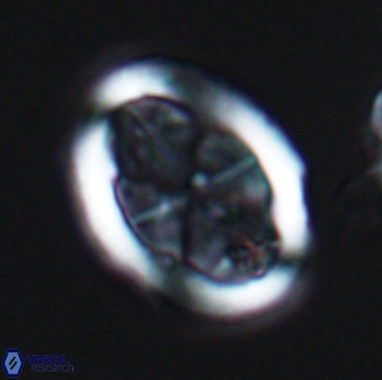 Arkhangelskiella umbracrucis 9794