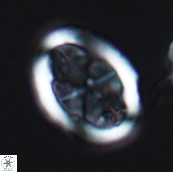 Arkhangelskiella umbracrucis 9794