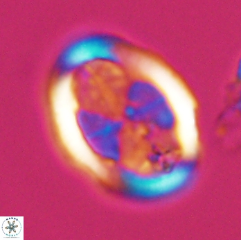 Arkhangelskiella umbracrucis 9795